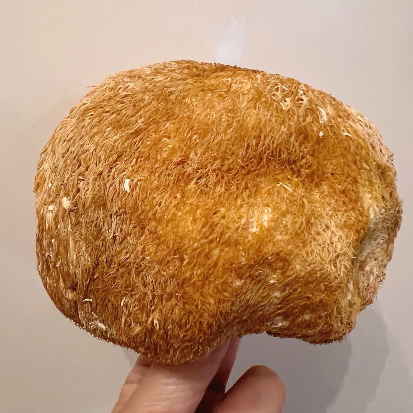 Amazing Mall 【養胃健脾】猴頭菇 150g